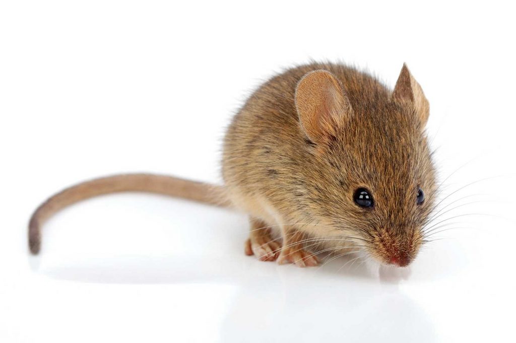 mice pest control