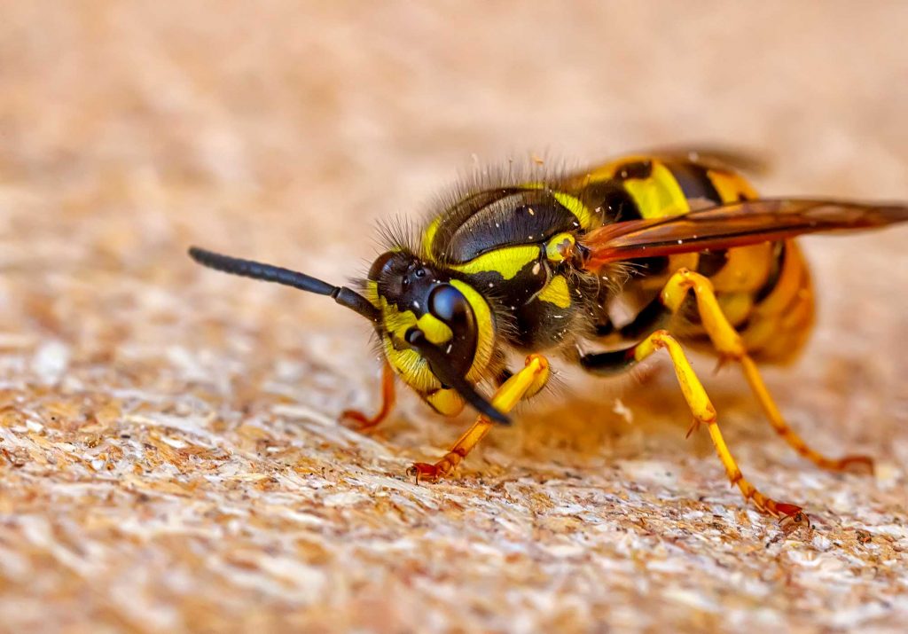 wasp nest removal