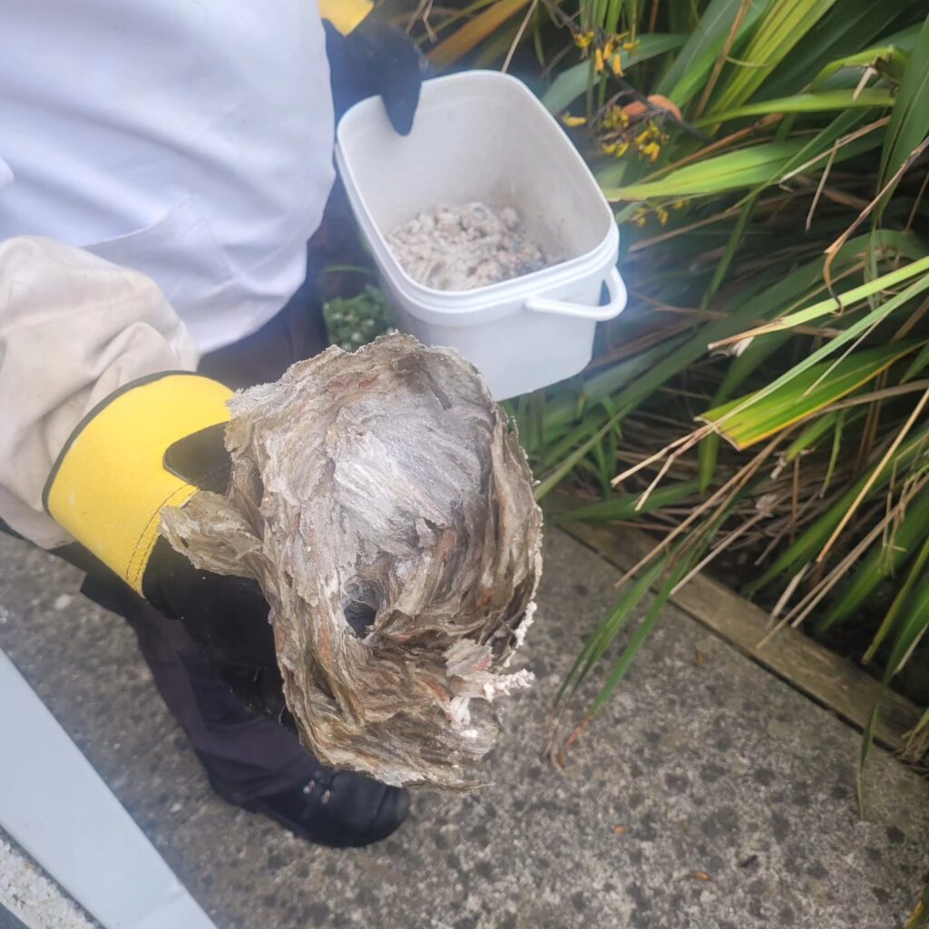 wasps nest removals