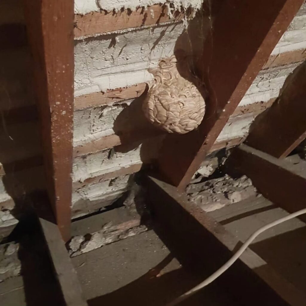 wasps nest removals