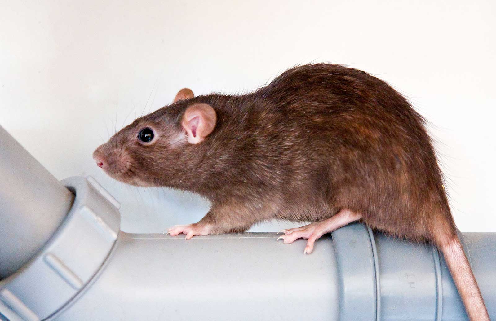 Rodent Infestation and Rodent Pest Control Solutions