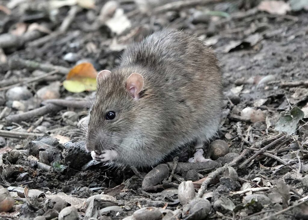 norway rat