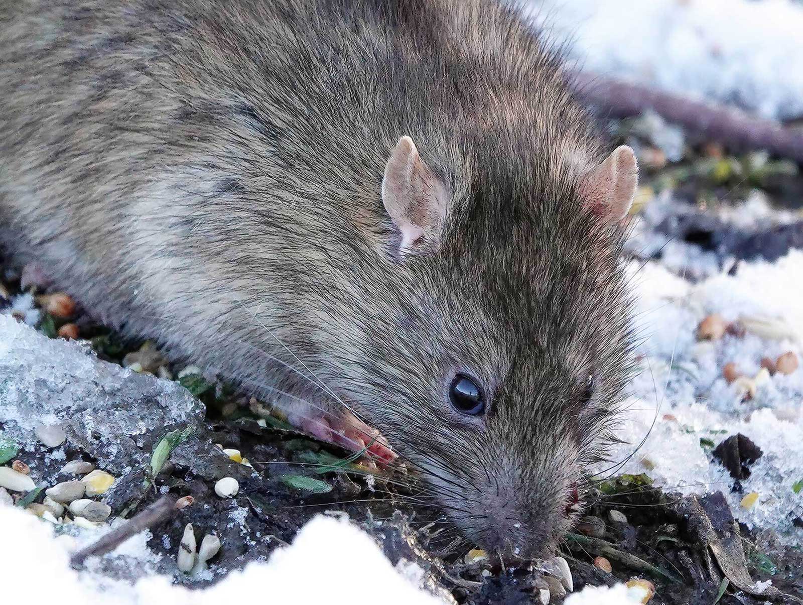 norway rat