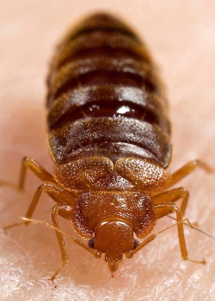 bed bug insects