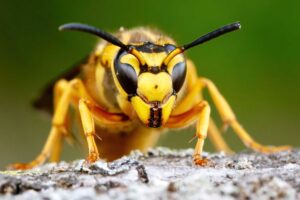 Wasp nest disposal