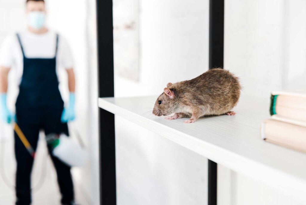 Rodent Infestation and Rodent Pest Control Solutions