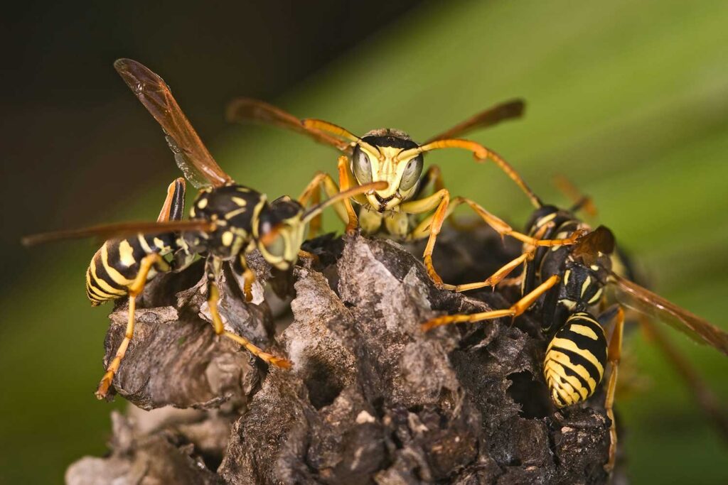 Wasp nest disposal