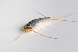 Silverfish Bug Extermination