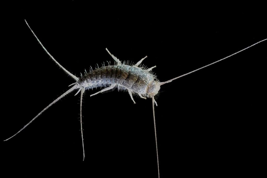 Silverfish Bug Extermination