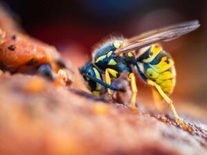 wasp nest removal