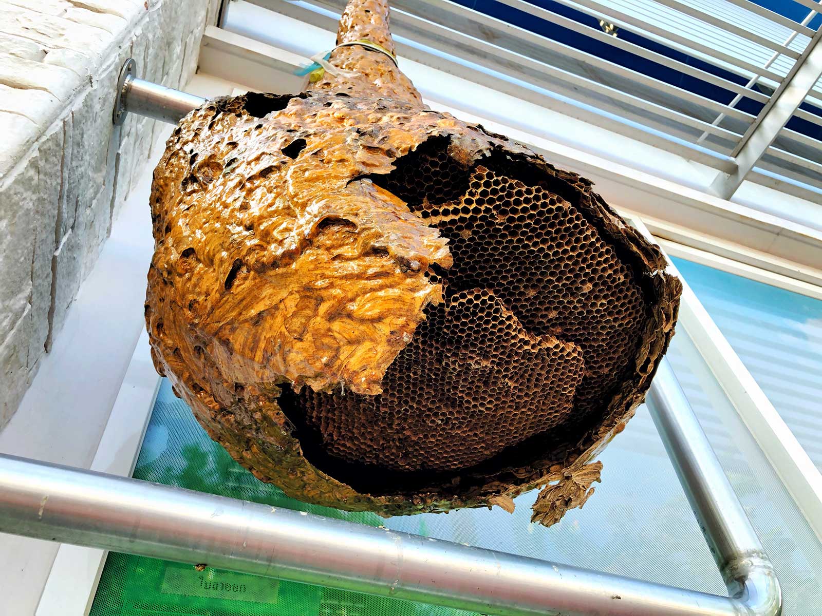 wasp nest removal