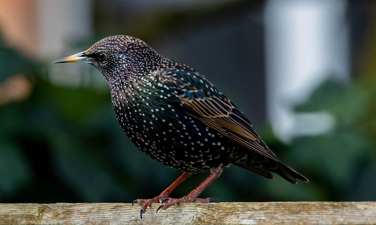 Protecting Ireland's Bird Species