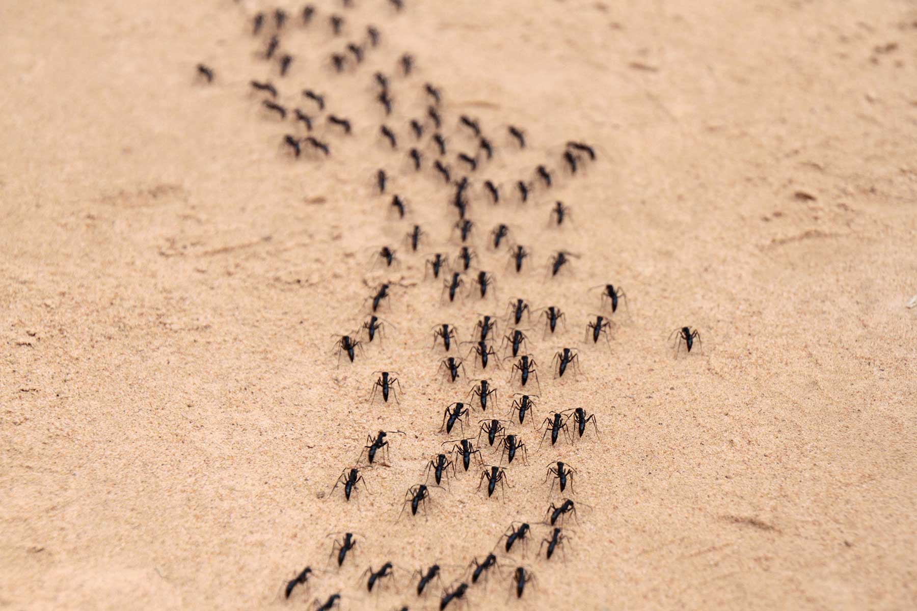 ants pest control