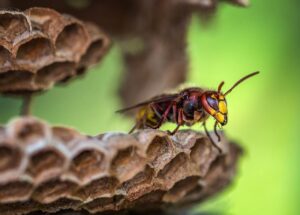 asian hornet