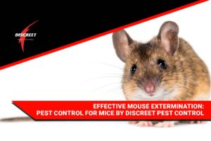 Mouse Extermination