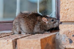 Rats in attic and Walls