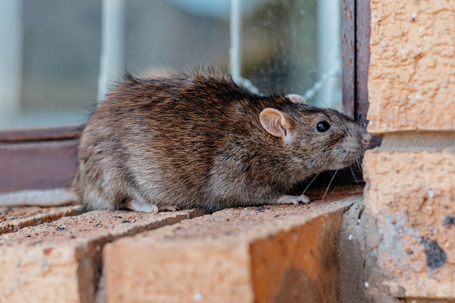 Rats in attic and Walls