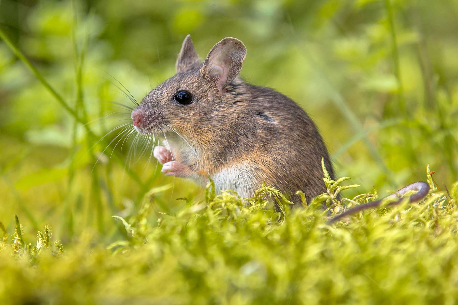 Mouse Removal Service | Mice Pest Control Near Me