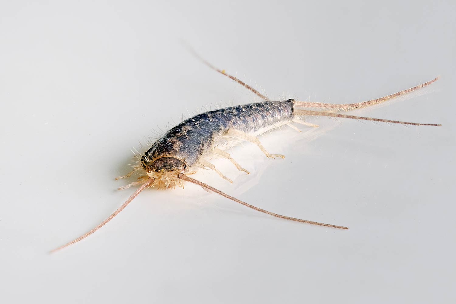 silverfish