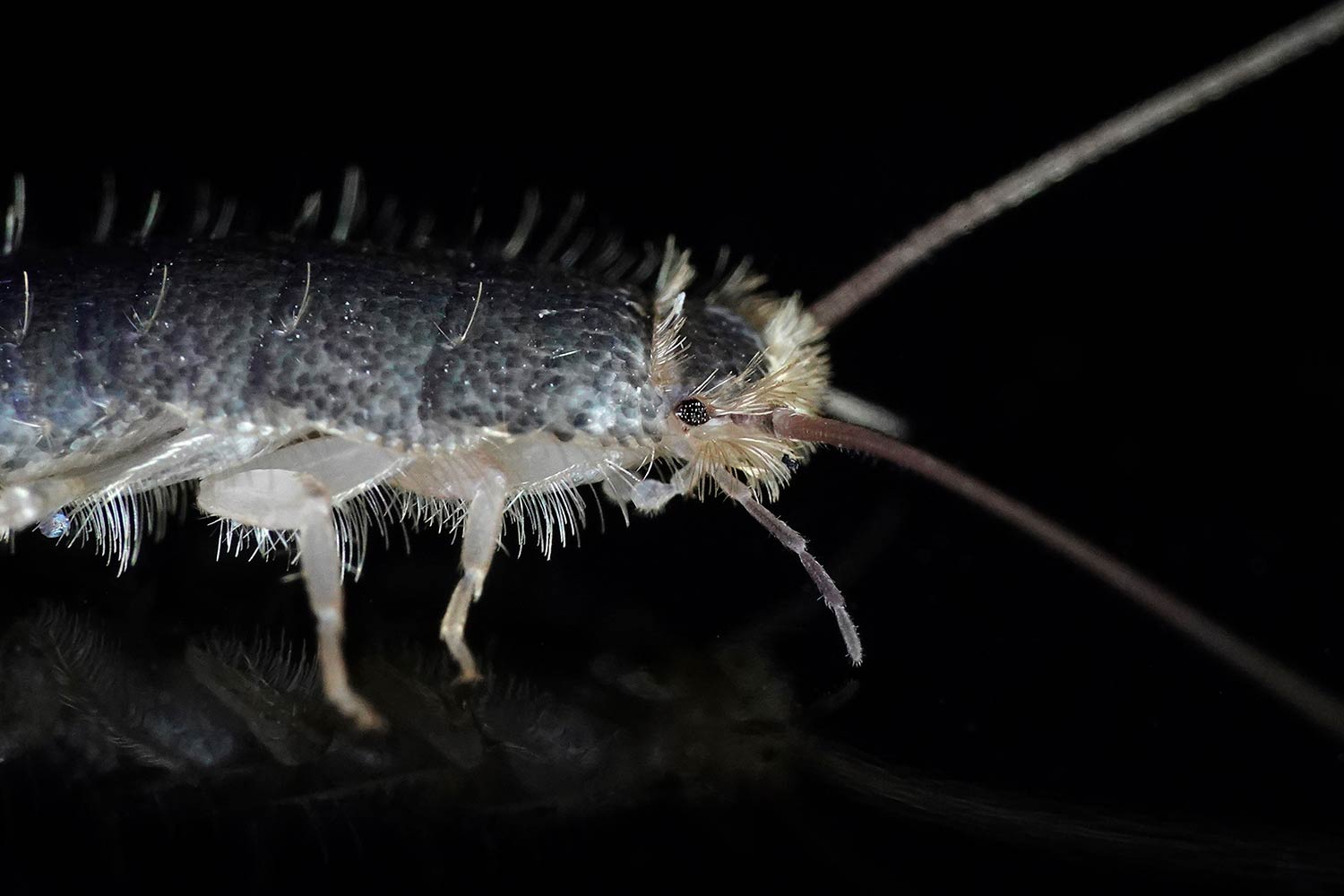 silverfish