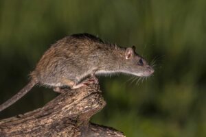 pest control for rats