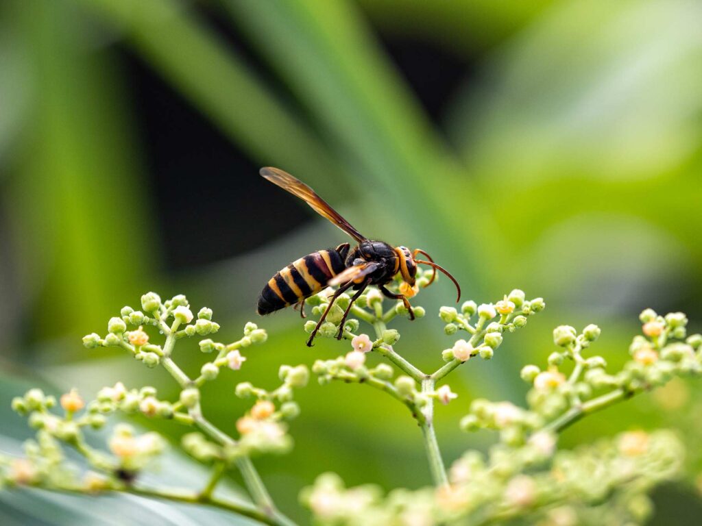 wasp