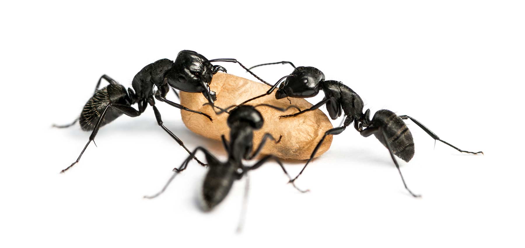 ants