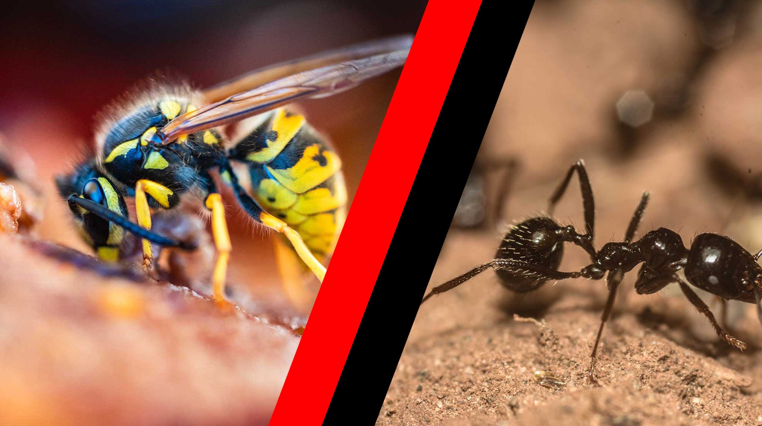 wasps and ants
