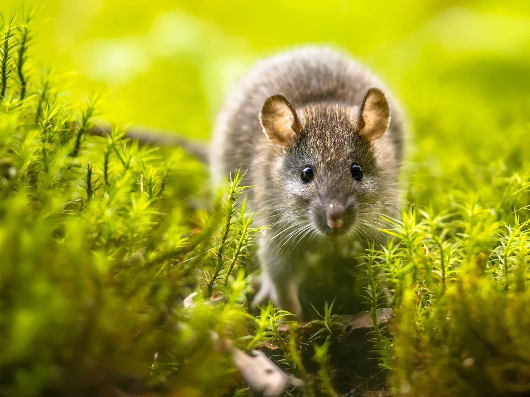 rodents