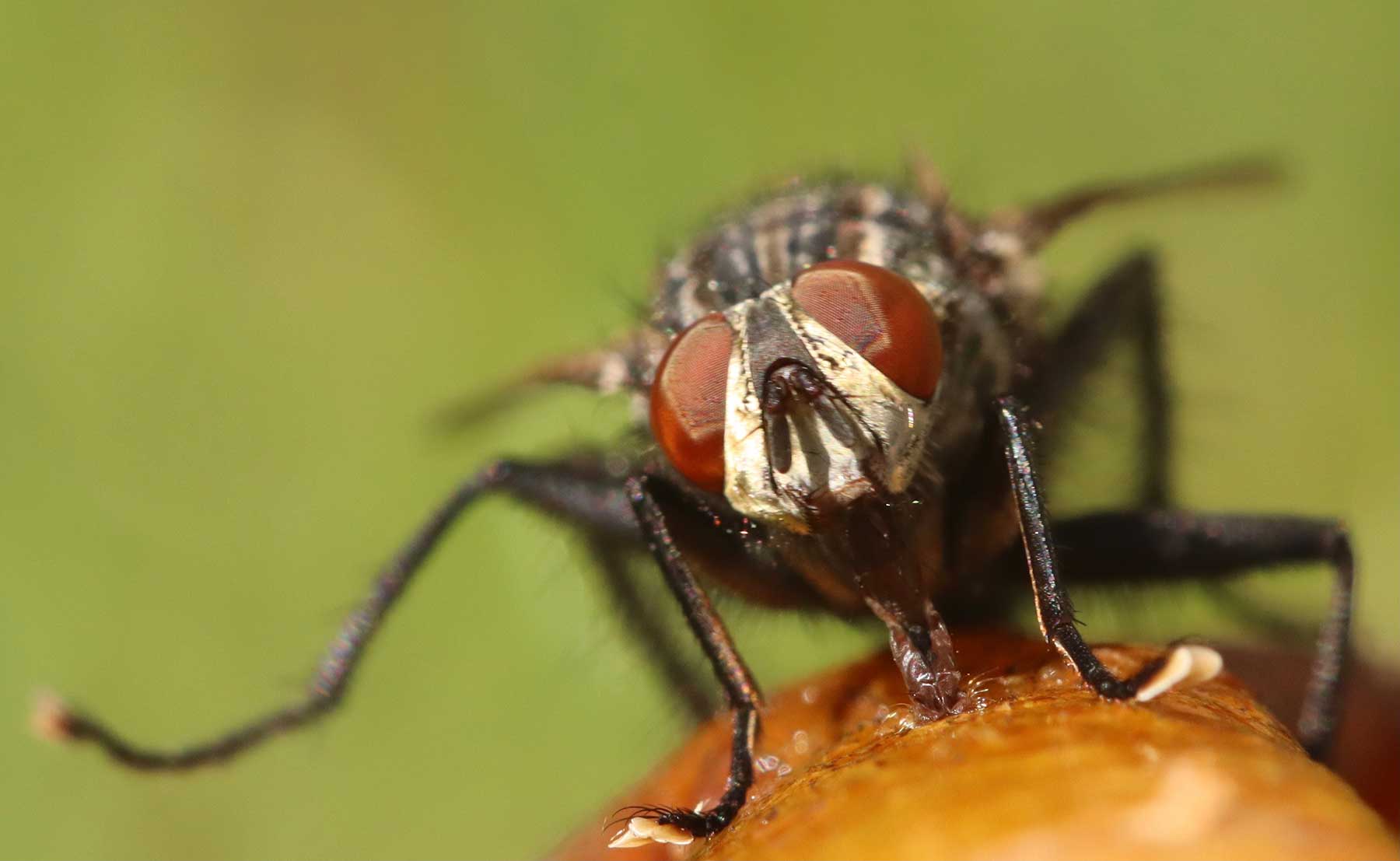 fly