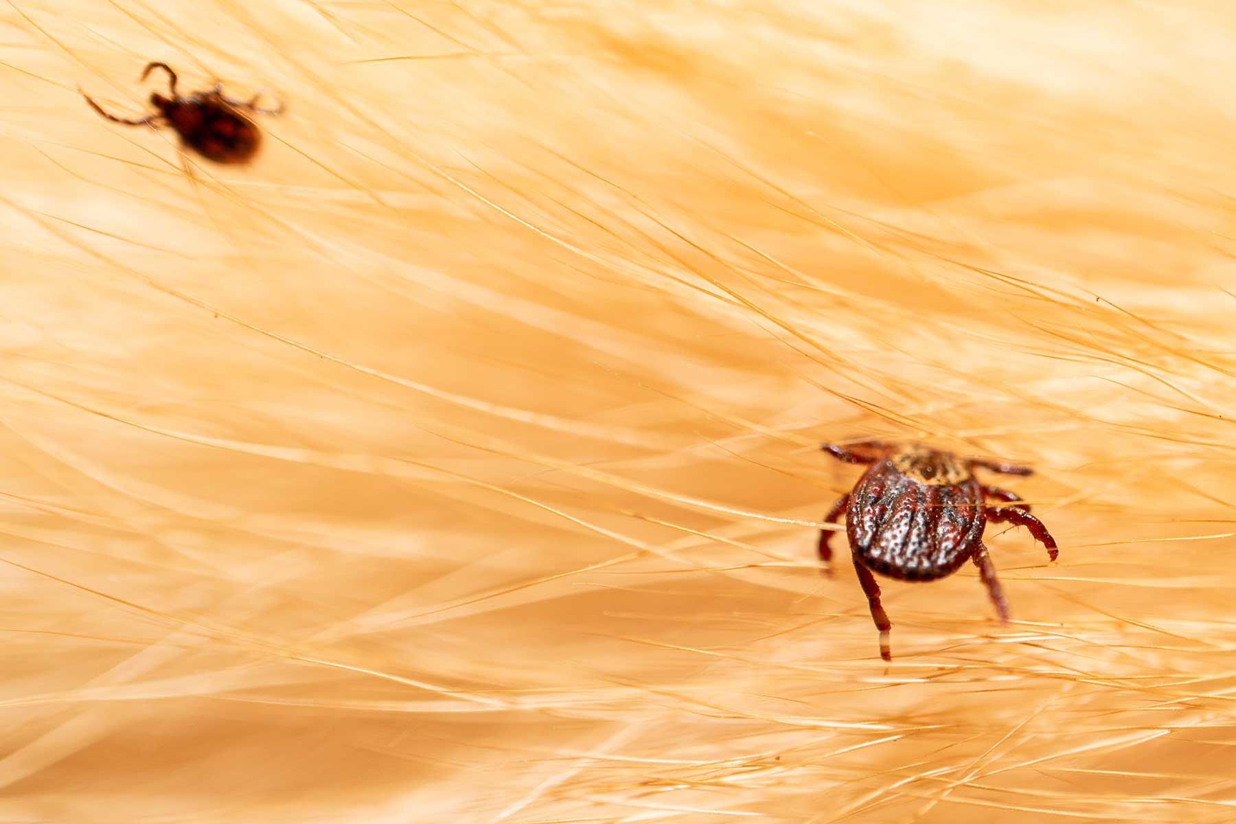 ticks