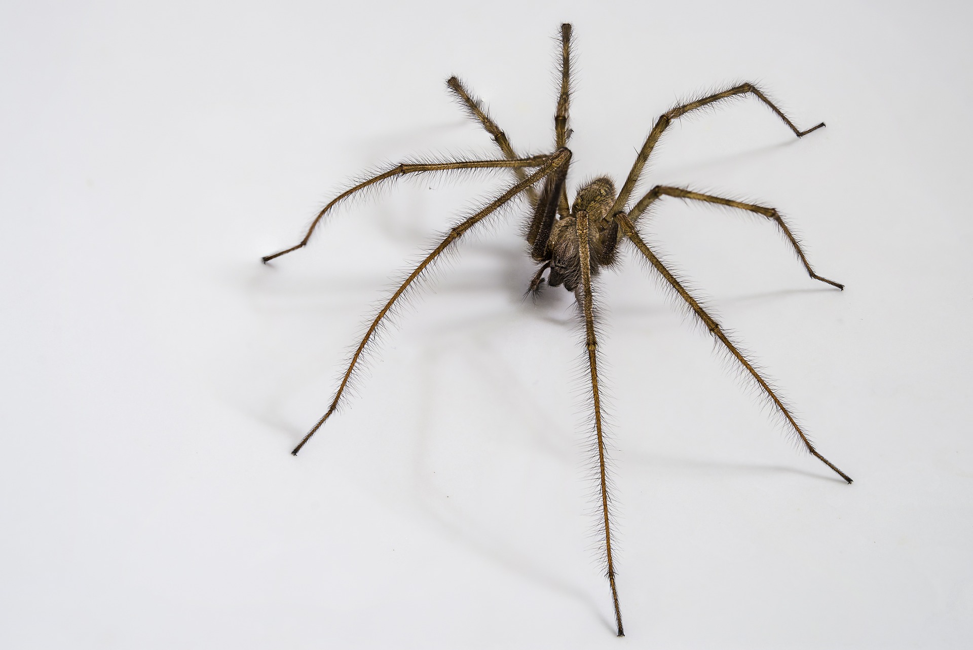 spider