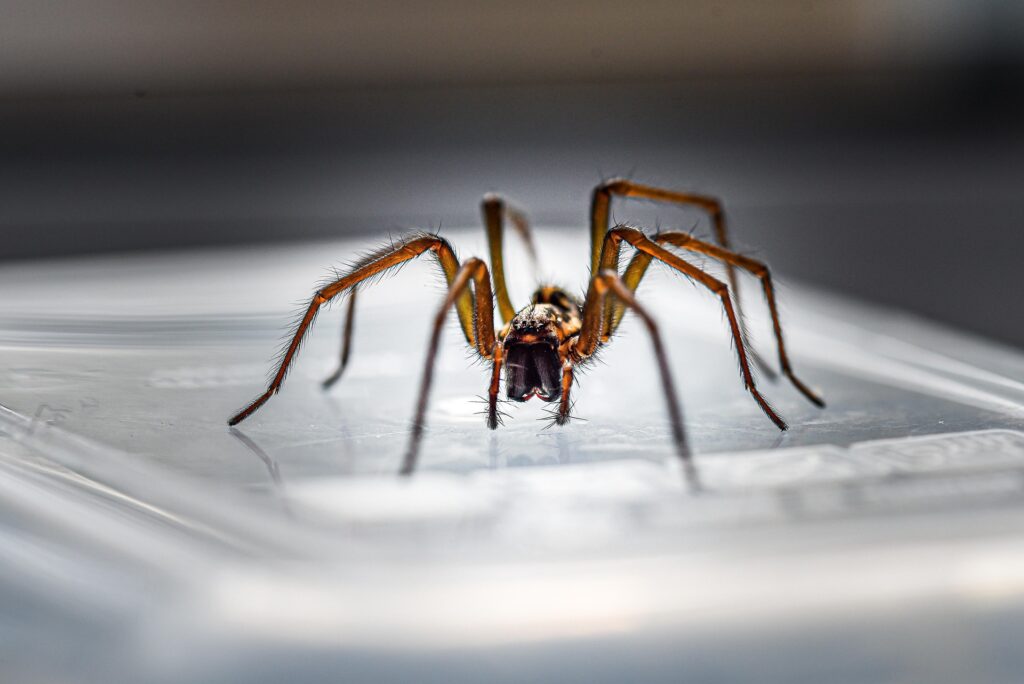 spider