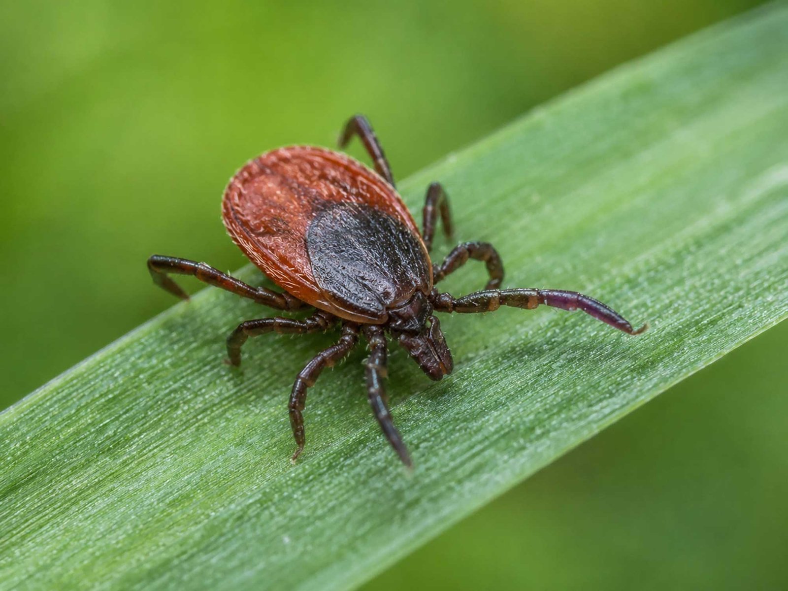 Tick Season in Ireland: Summer Safety Tips
